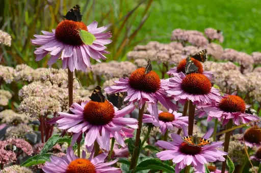 [B7005] Echinacea p. Magnus - P9 - BIO