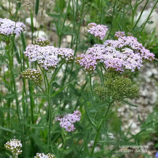 [B7008] Achillée millefeuille - Achillea m. Apfelblüte - P9 - BIO