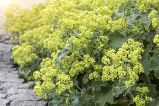 [X7011] Alchemilla Mollis - Compact - BIO