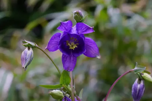 [B7013] Aquilegia Alpina - Compact  - BIO