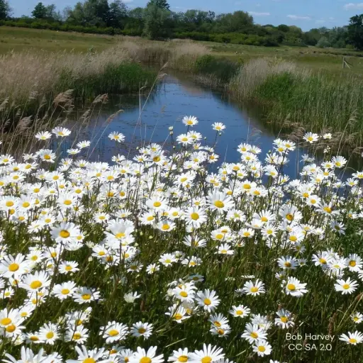 [X7014] Leucanthemum Vulgare - Compact - BIO