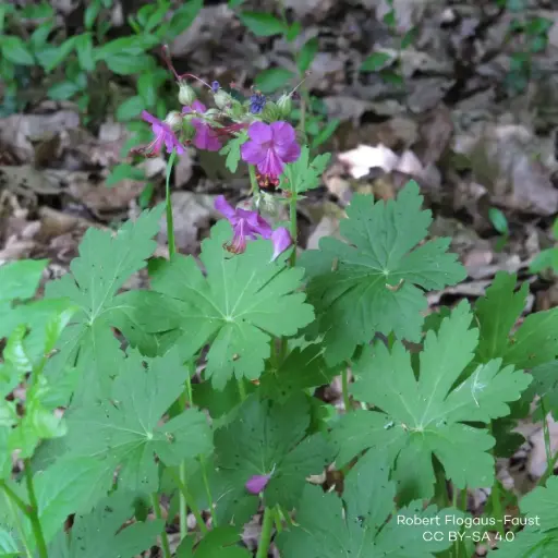 [X7015] Geranium Macrorrhizum - Compact - BIO