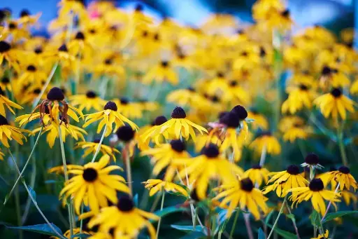 [X7016] Rudbeckia Goldsturm - Compact - BIO