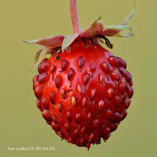 [B7018] Fragaria Vesca - Compact - BIO