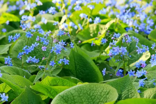 [B7023] Brunnera Macrophylla - P9 - BIO