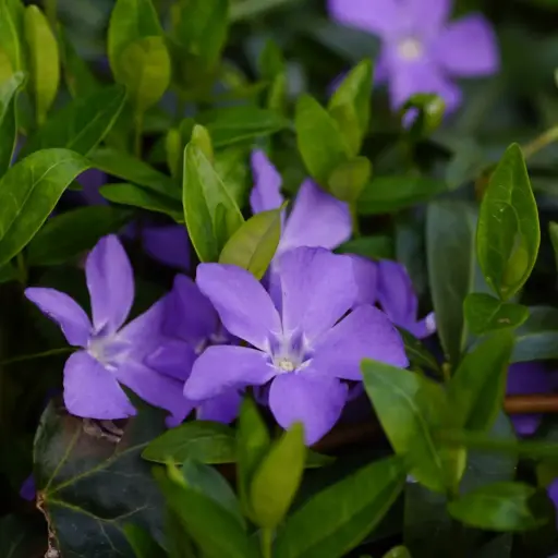 [X7024] Vinca Minor - Compact - BIO