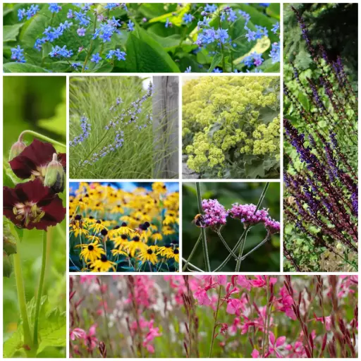[X8906] Parterre de fleurs bourdonnant - BIO