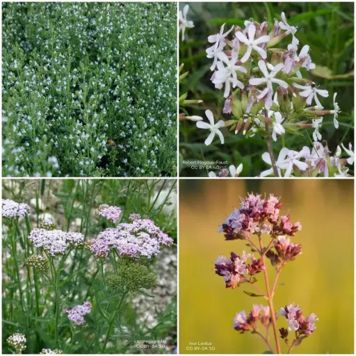 [B7900-BP] Massifs prêts à planter Soleil 1 m² - BIO