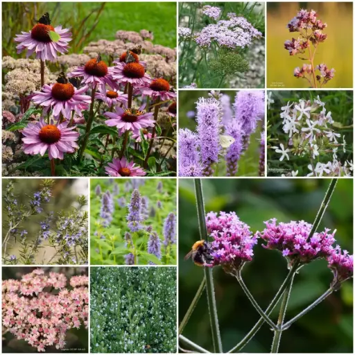 [B7901-BP] Massifs prêts à planter Soleil 4 m² - BIO