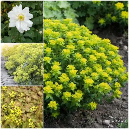 [X7904-XP] Massifs prêts à planter Ombre 1 m² - BIO