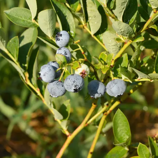[F1034] Myrtillier Duke - Généreux - BIO