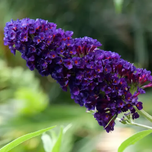 [X8098] Arbre aux Papillons - Buddleja Black Knight - Généteux - BIO