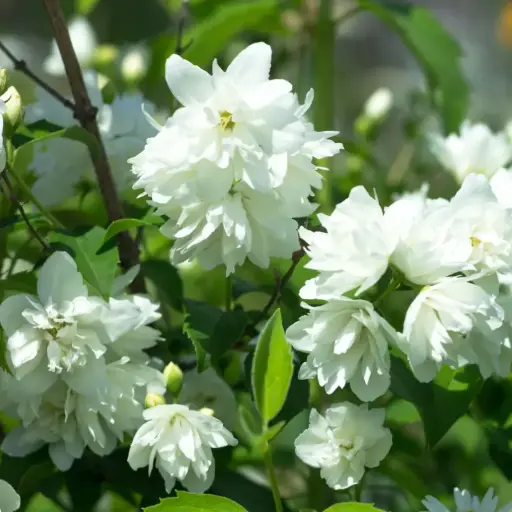 [X8099] Seringat Snowbelle - Philadelphus - Généreux - BIO
