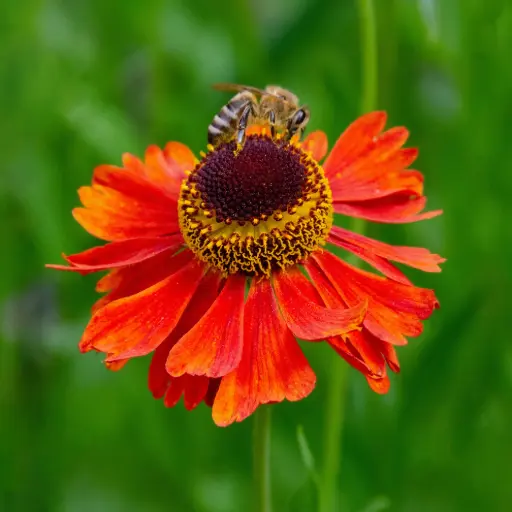 [X7038] Helenium Moerheim Beauty - Compact - BIO
