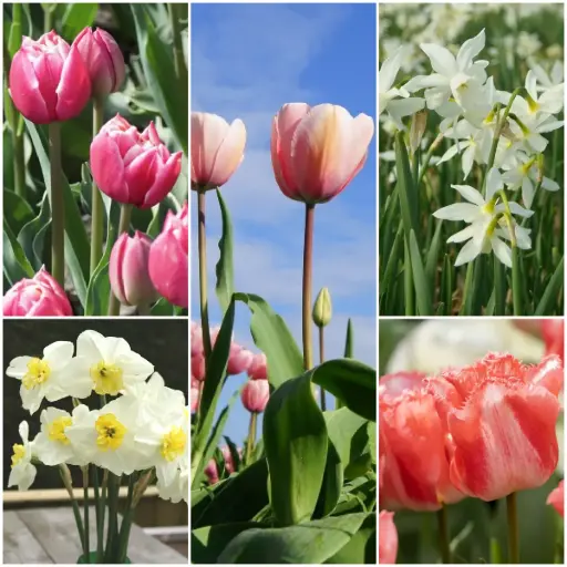[AC99069-V2] Jardin de fleurs coupées V2 - BIO