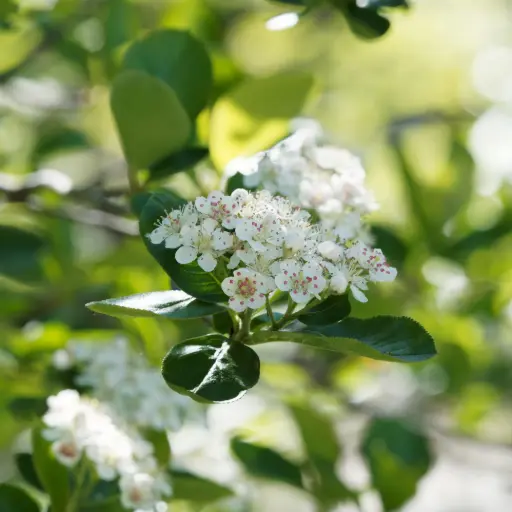 [F1036] Aronia prunifolia Viking - Généteux - BIO