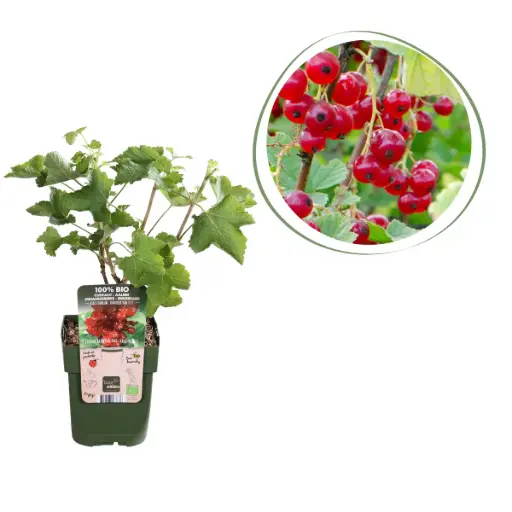 [F1002] Groseillier à Grappes Rouges Buisson - BIO