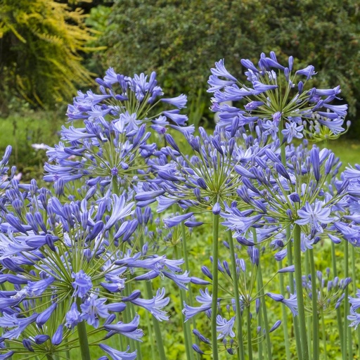 [X8001] Agapanthe - Agapanthus Charlotte - BIO