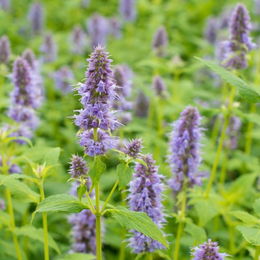 [X8003] Agastache Blue Fortune - BIO