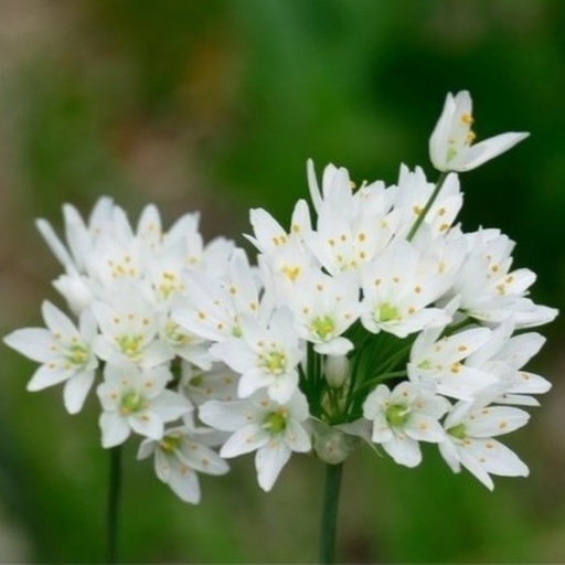 [A9036] Ail de Naples - Allium Cowanii - BIO
