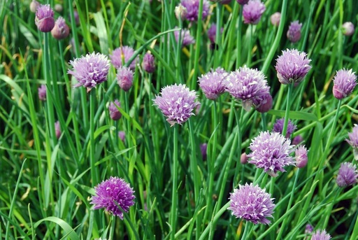 [B8045] Allium schoenoprasum- BIO