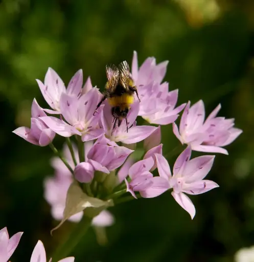 [A9008] Allium unifolium - Ail à une feuille - BIO