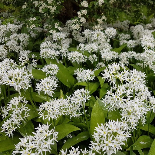 [X8046] Ail Sauvage - Allium Ursinum - BIO