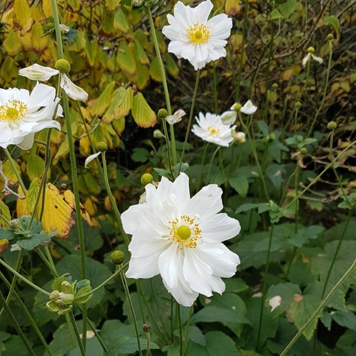 [X8005] Anemone Honorine Jobert - BIO
