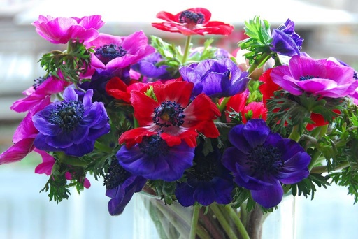 [B9036] Anemone de Caen - BIO