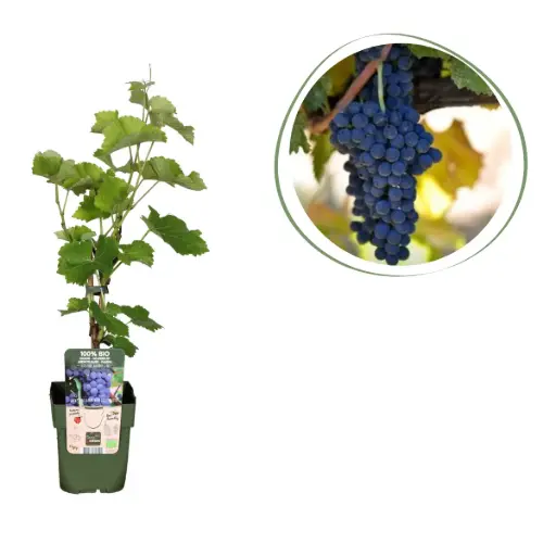 [F1013] Raisin Bleu (Vitis Vinifera) - BIO