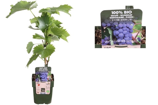 [F1013] Raisin bleu (vitis vinifera) - BIO