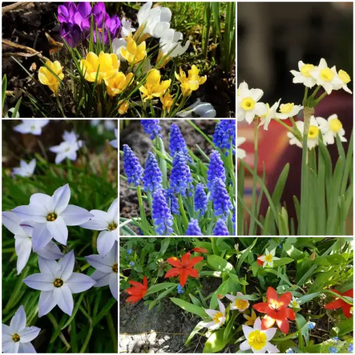 [AC99028] Lot Jardin Printemps pour Abeilles S - BIO