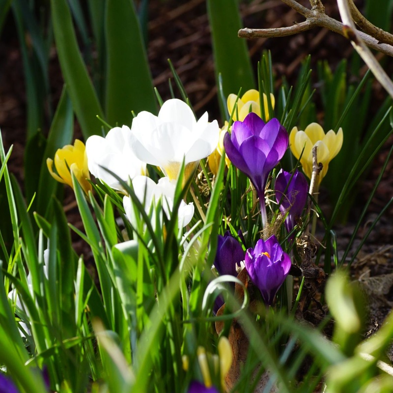[A2104] Crocus species Mix - BIO