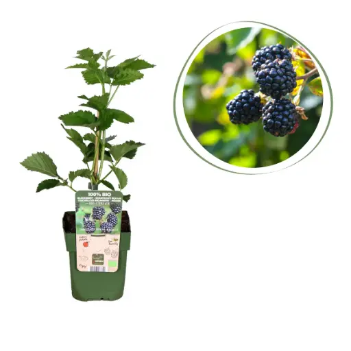 [F1004] Mûre Buisson - BIO