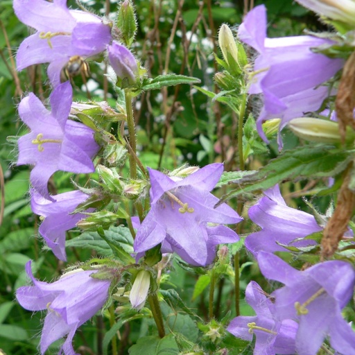 [X8009] Campanula Trachelium - BIO