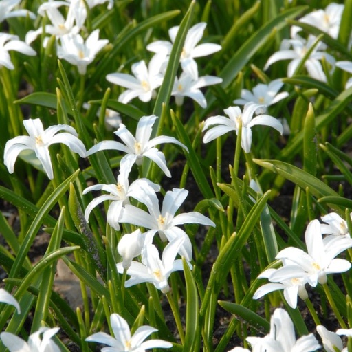 [A9021] Chionodoxa Alba - Gloire des Neiges - BIO