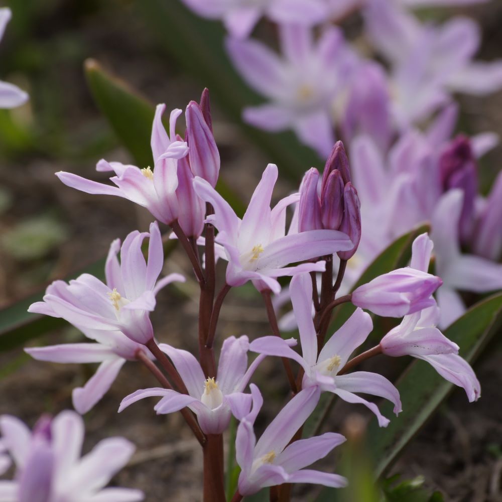 [A9020] Chionodoxa Pink Giant - Gloire des Neiges - BIO