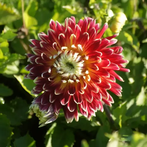 [B1034] Dahlia Akita - ORG