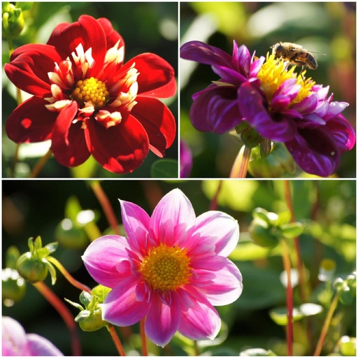 [B1092] Mélange de Dahlias pour Abeilles, Rose-Rouge 4 ST - BIO
