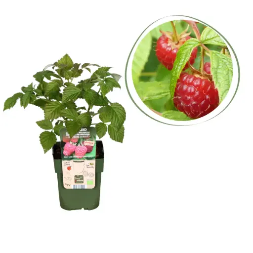 [F1010] Framboise Buisson - BIO