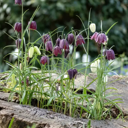 [A9026] Fritillaria Meleagris - BIO