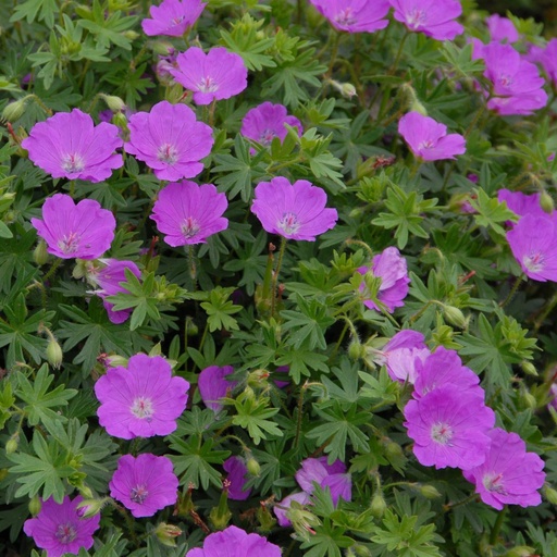 [X8014] Geranium Sanguineum - BIO