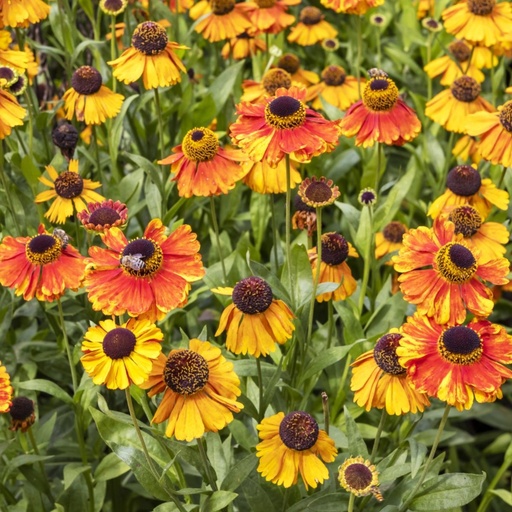 [X8051] Helenium Sahins Early Flowerer - BIO