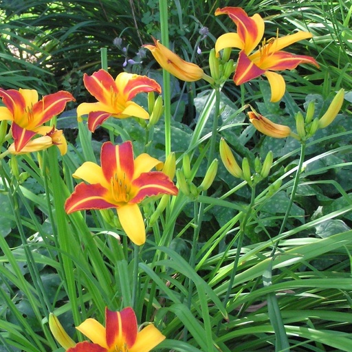 [X8015] Hemerocallis Frans Hals - BIO