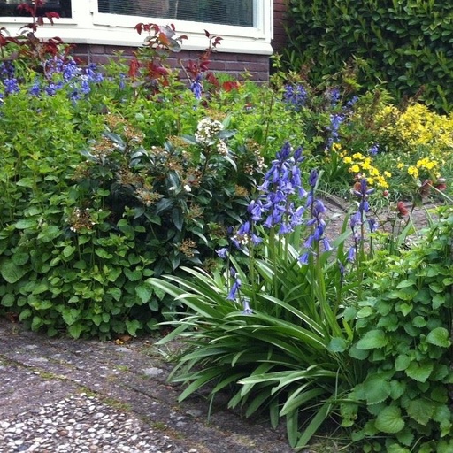 [A9002] Jacinthe d'Espagne - Hyacinthoïdes Hisp. Bleu - BIO