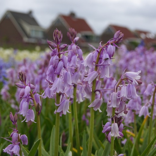 [A9004] Jacinthe d'Espagne - Hyacinthoïdes Hisp. Rose - BIO