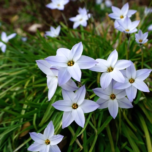 [A9011] Ipheion Uniflorum - Étoile de printemps - BIO