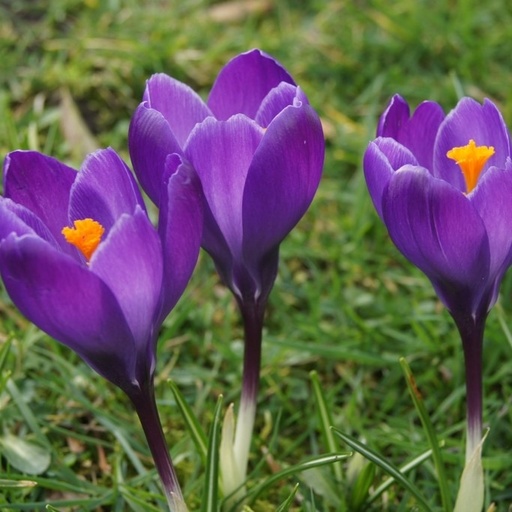 [A2007] Crocus vernus Flower Record - BIO