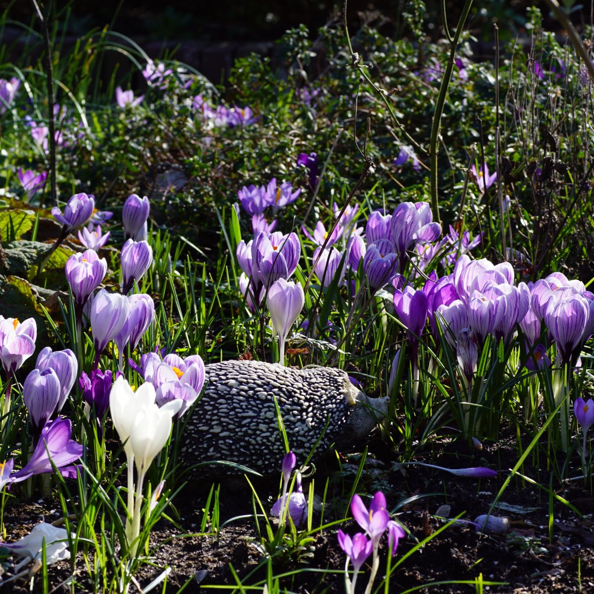 [A2006] Crocus Mix Mauves-Blanches - BIO