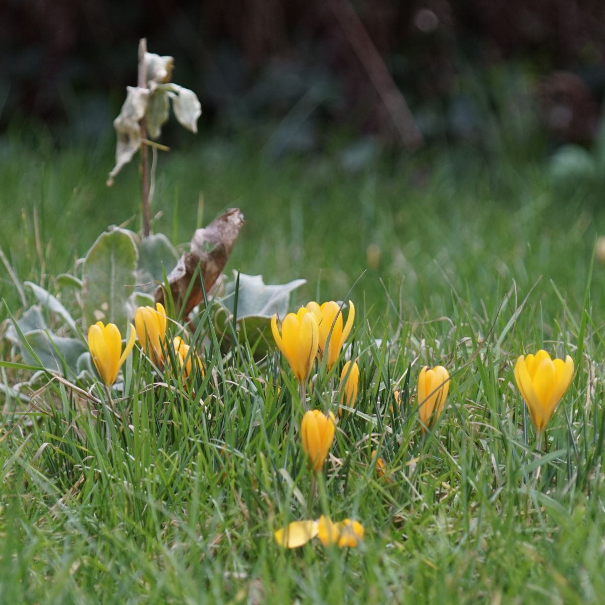 [A2003] Crocus Golden Yellow - BIO